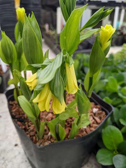 Uvularia grandiflora