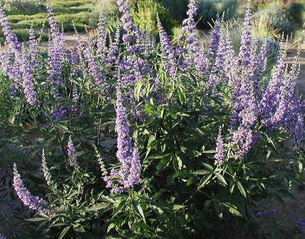 Vitex agnus-castus