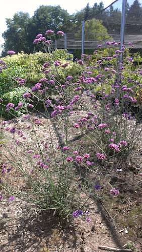 Verbena bonariensis