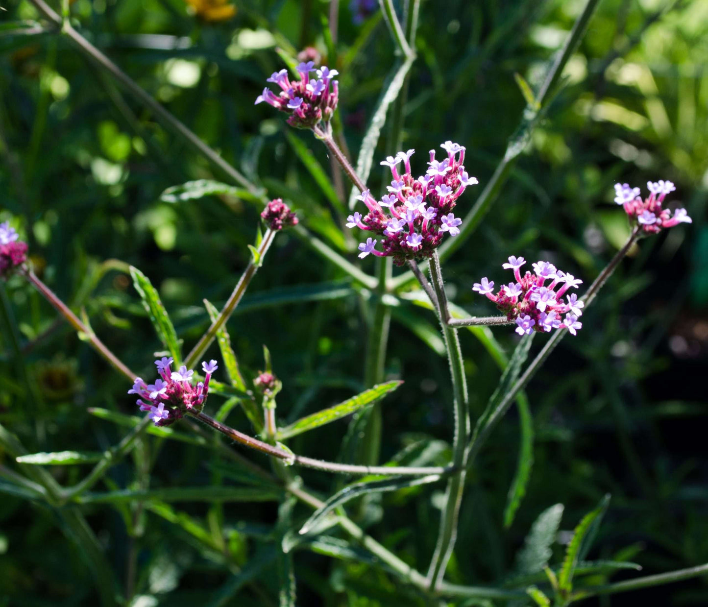 Verbena bonariensis 'Lollipop'