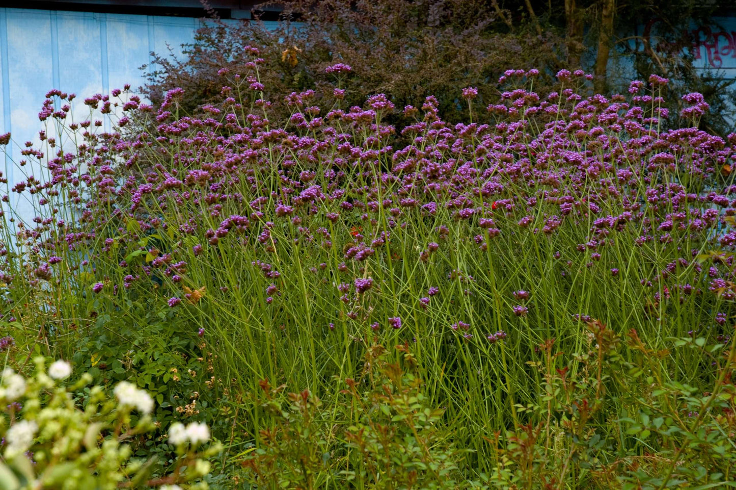 Verbena bonariensis