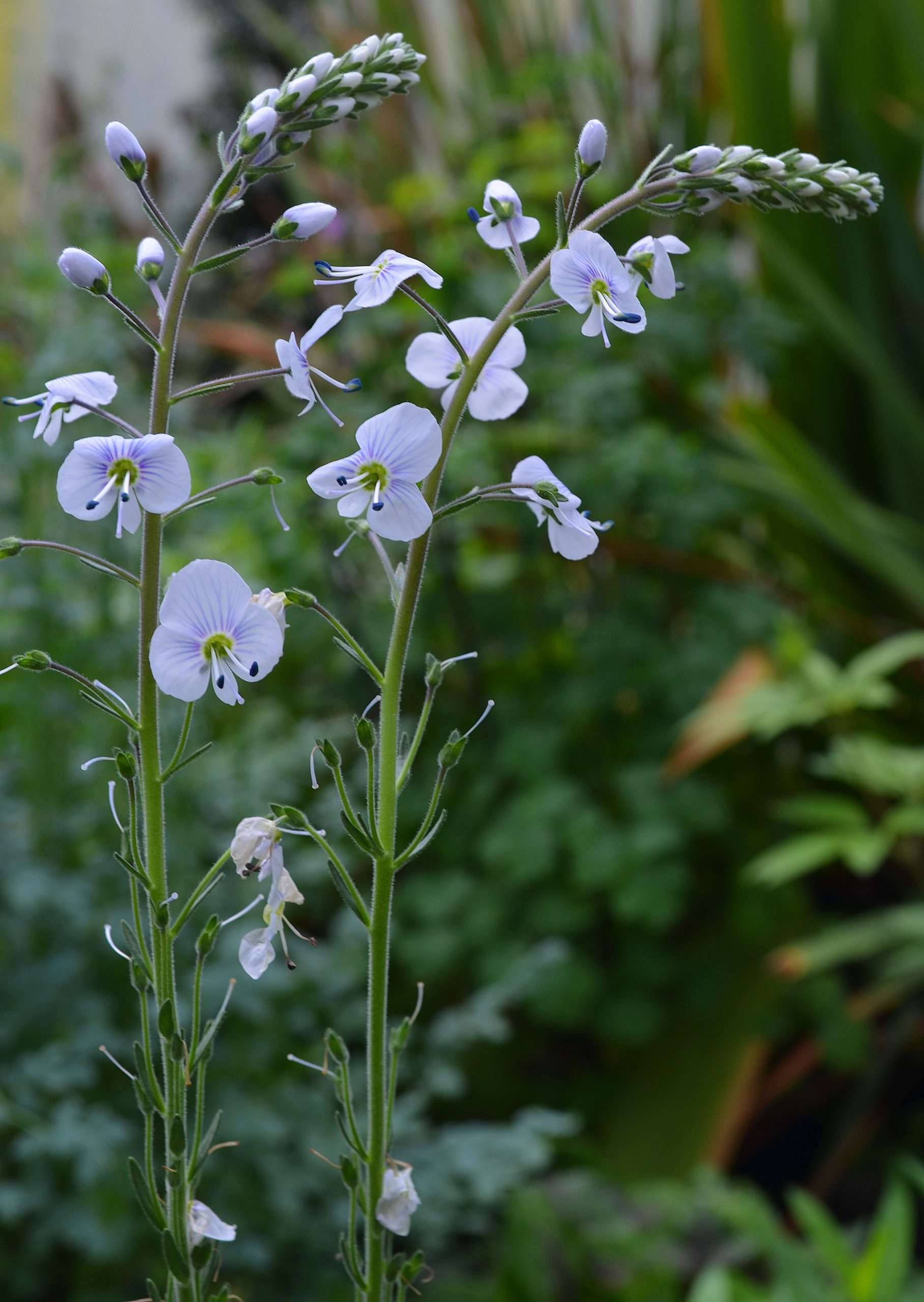 Veronica gentianoides 'Tissington White'