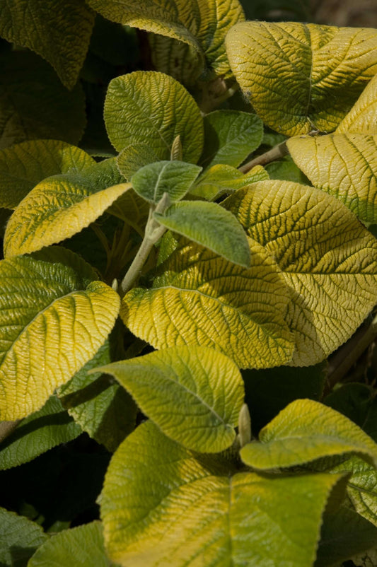 Viburnum lantana ‘Aureum’