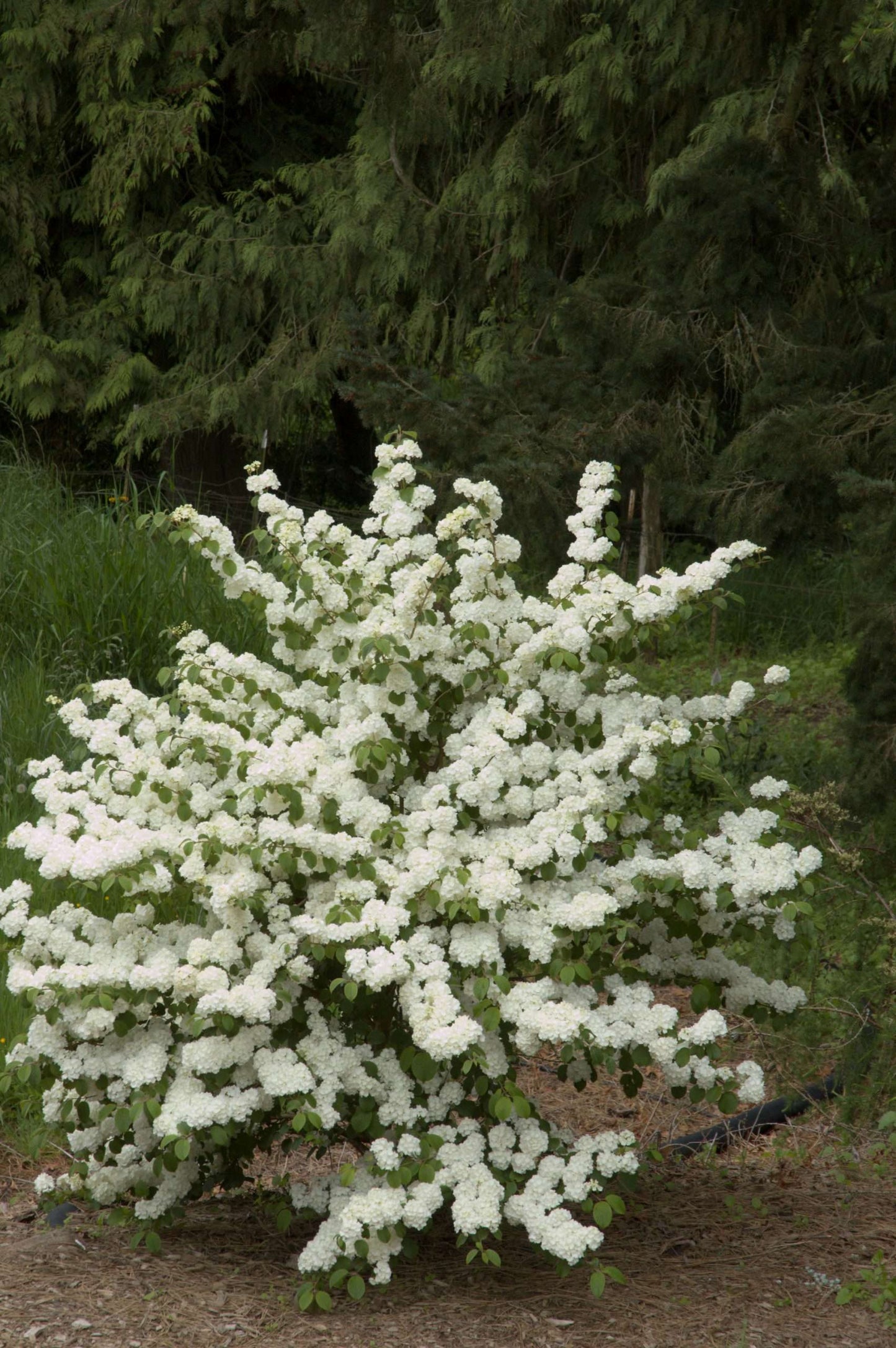 Viburnum 'Popcorn'