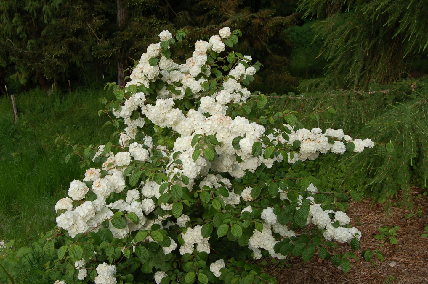 Viburnum 'Popcorn'