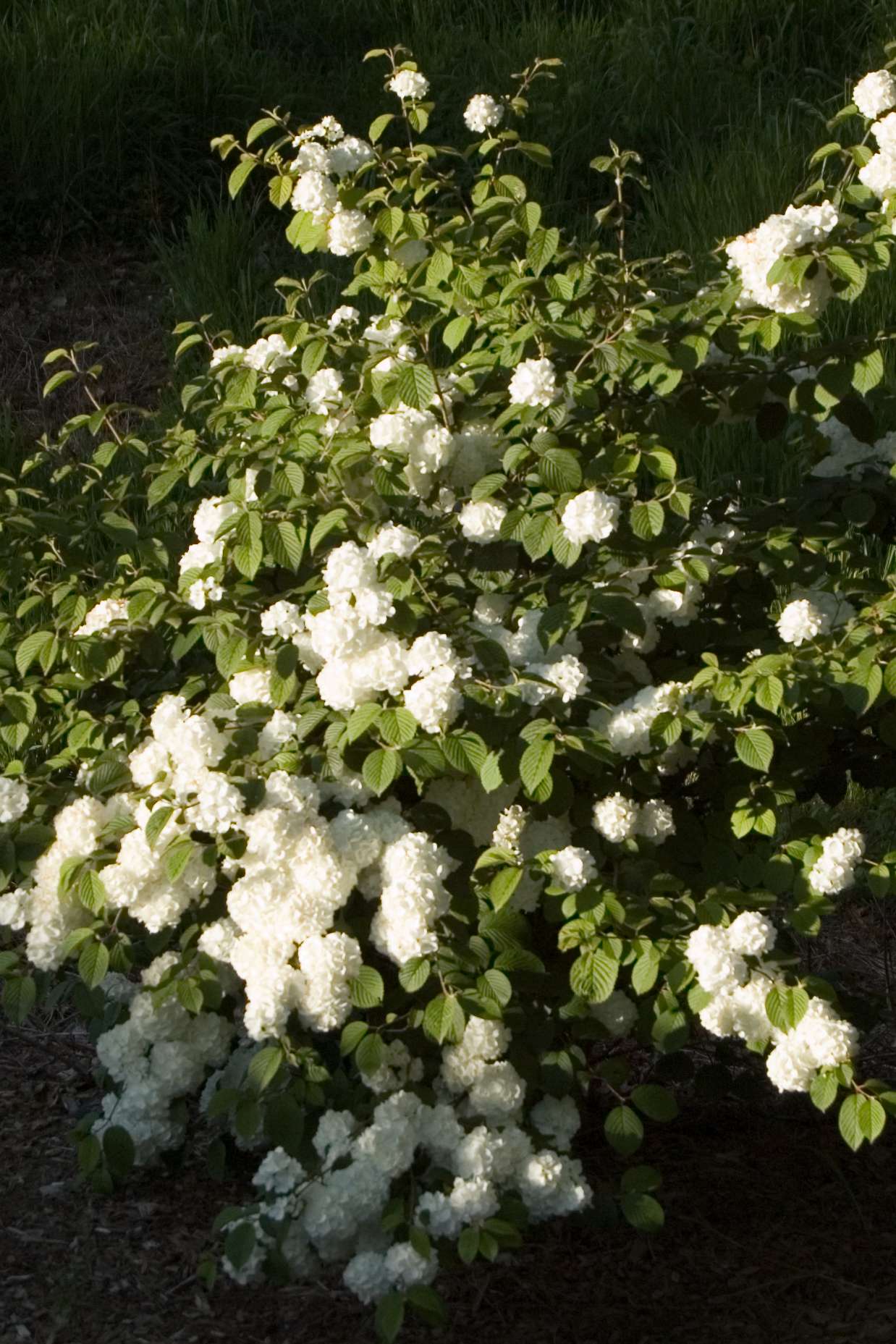 Viburnum 'Popcorn'