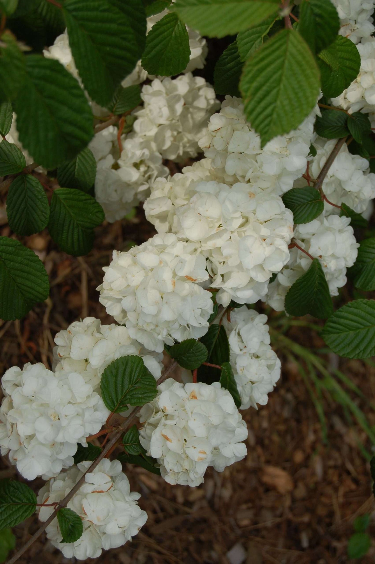Viburnum Popcorn