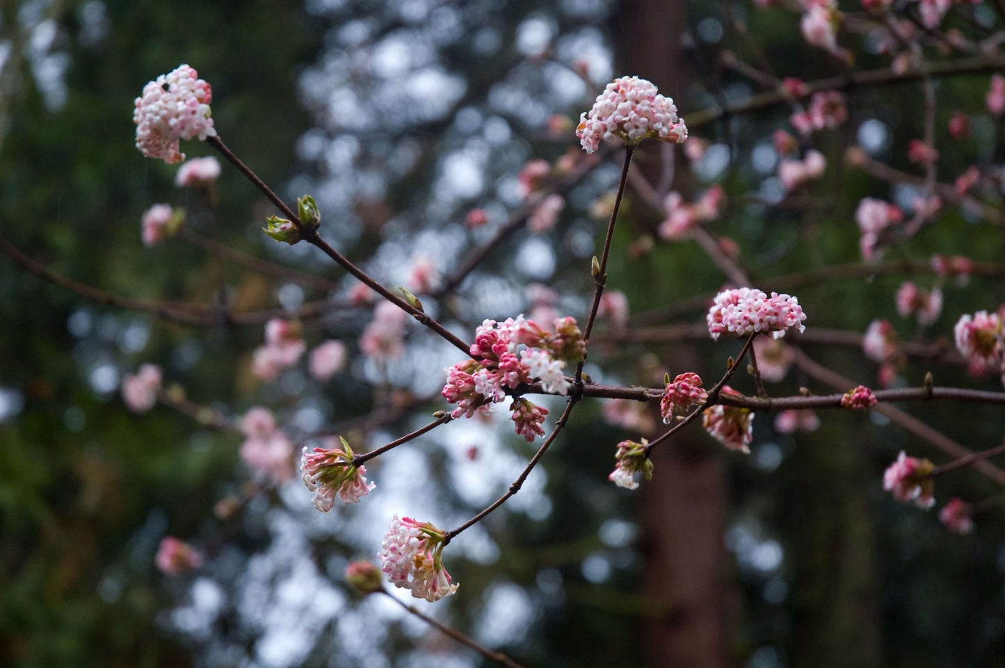 Viburnum bodnantense 'Pink Dawn'