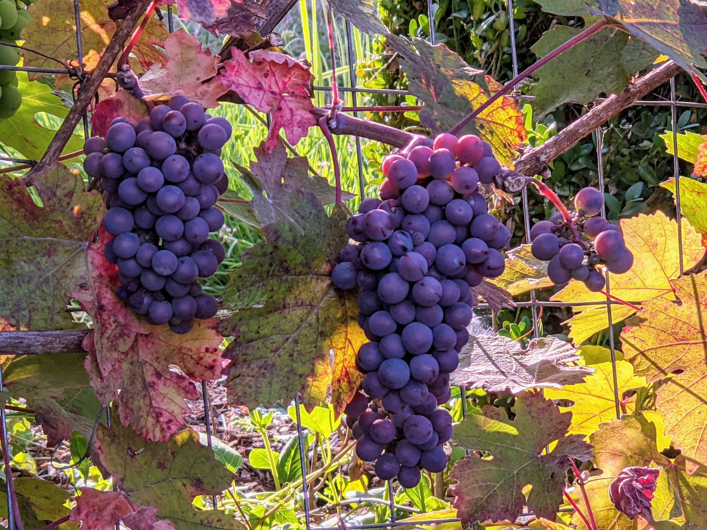 Vitis vinifera 'Purpurea'