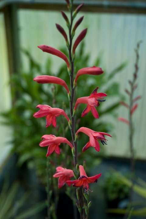 Watsonia beatricis x pillansii