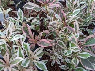 Weigela florida My Monet®