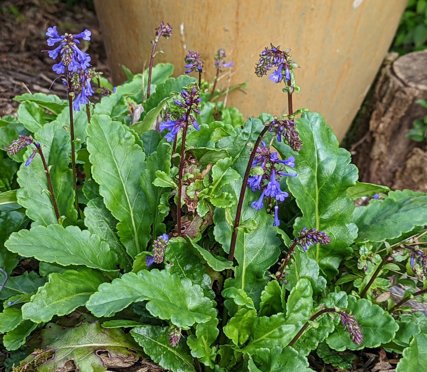 Wulfenia  x schwarzii