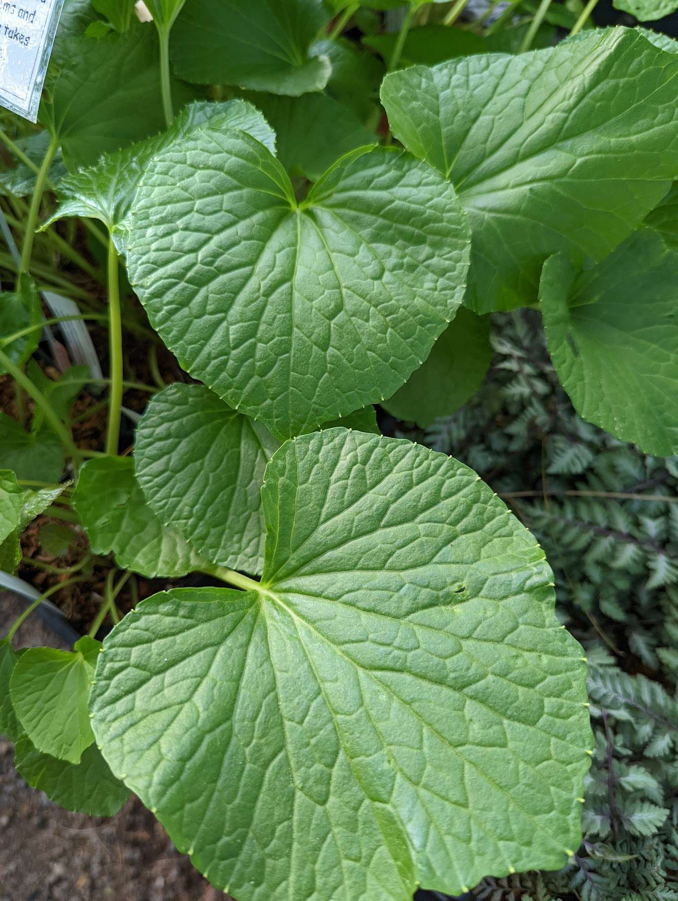 Wasabi japonica ‘Daruma‘