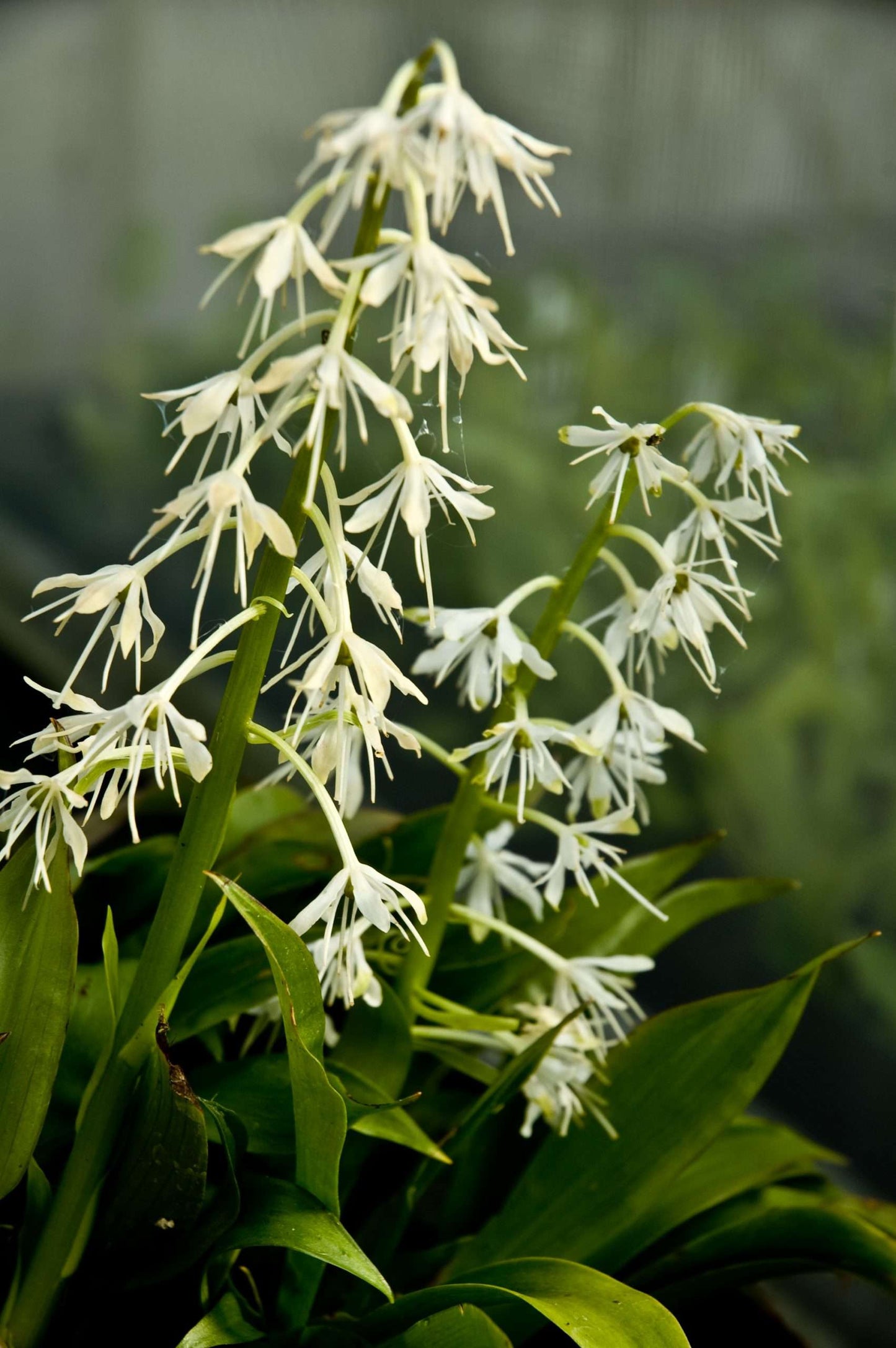 Ypsilandra thibetica