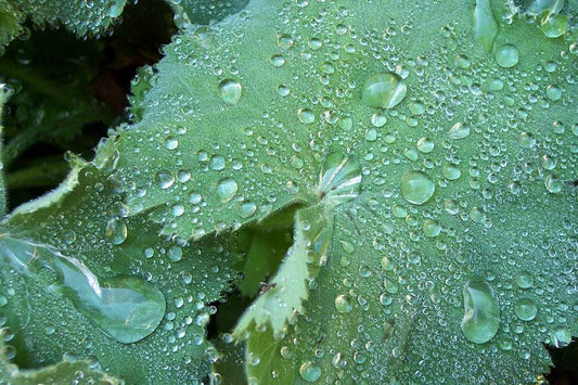 Alchemilla mollis