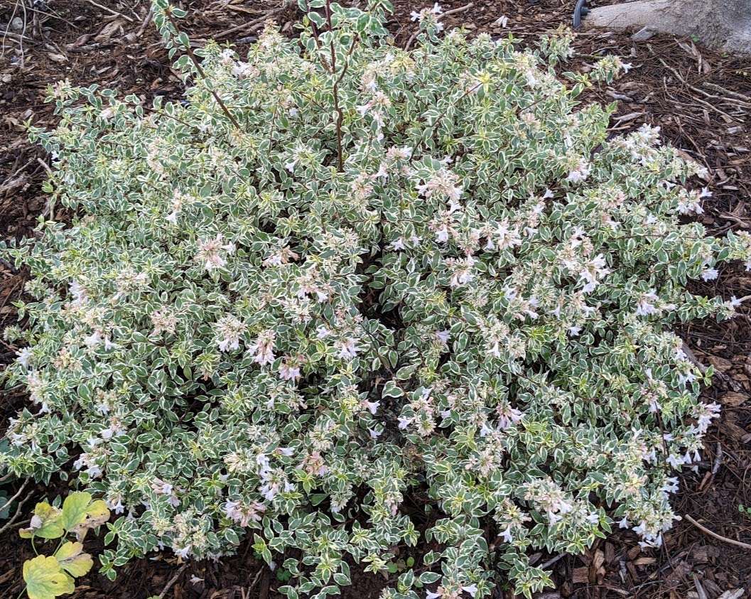 Abelia grandiflora ‘Bella Donna’