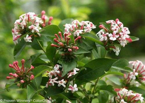 Abelia mosanensis Sweet Emotion®