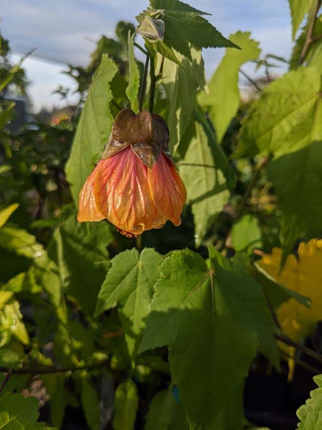 Abutilon hybridus 'Dennis'