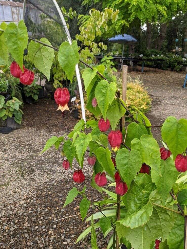 Abutilon megapotamicum