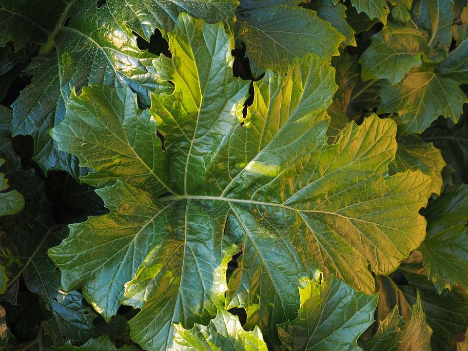 Acanthus 'Summer Beauty'