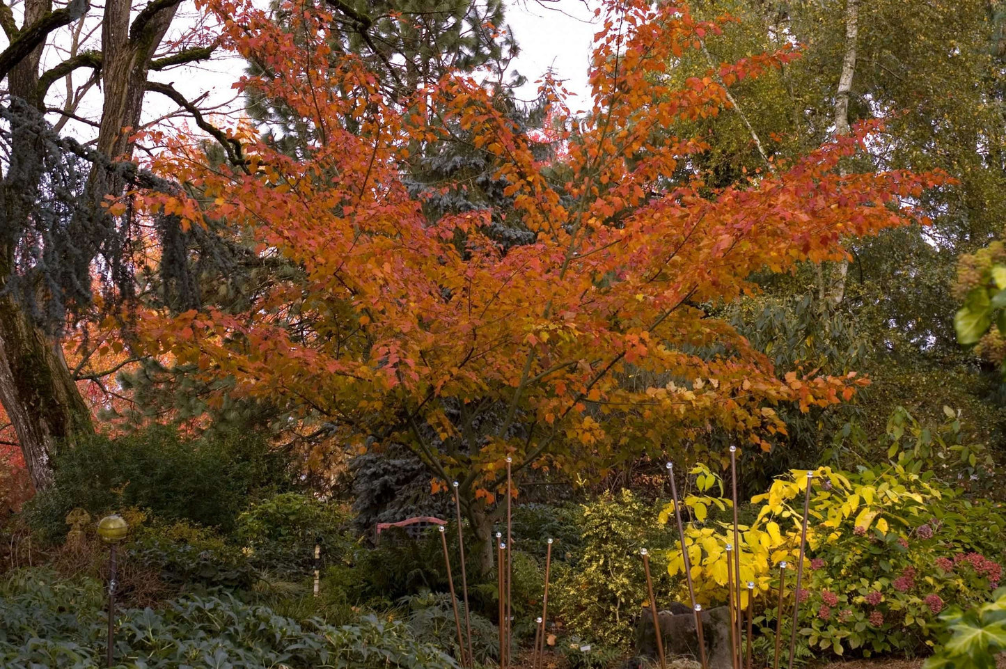 Acer capillipes