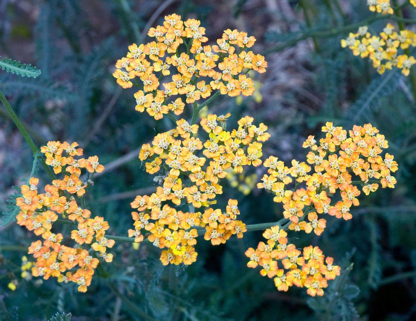 Achillea x millefolium 'Terra Cotta'