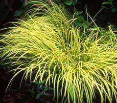 Acorus gramineus 'Ogon'