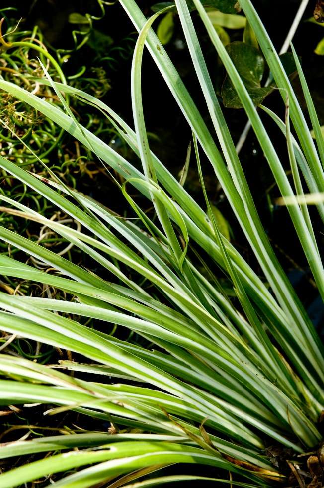 Acorus gramineus 'Variegatus'