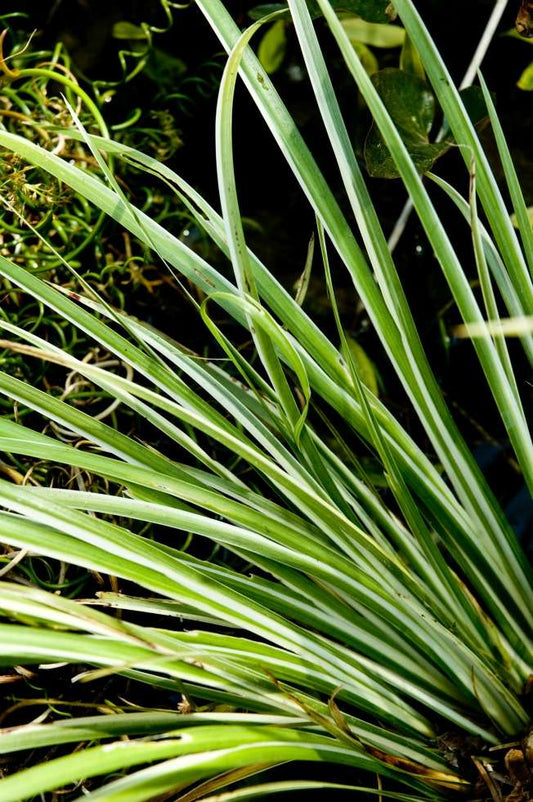 Acorus gramineus 'Variegatus'