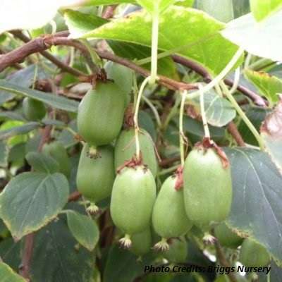 Actinidia arguta 'Issai' hardy kiwi