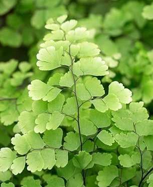 Adiantum raddianum 'Fritz Luthi' - Maidenhair fern