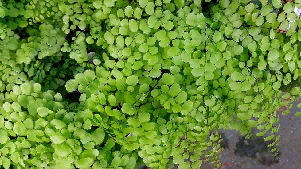 Adiantum venustum - Maidenhair fern