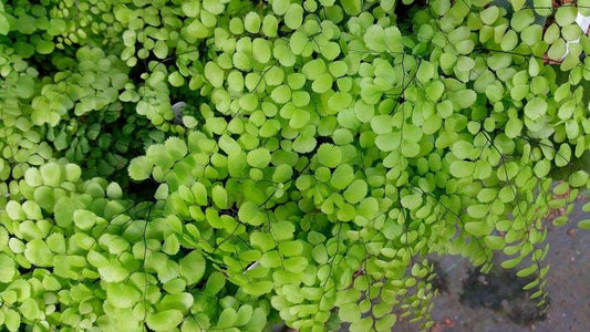 Adiantum venustum - Maidenhair fern