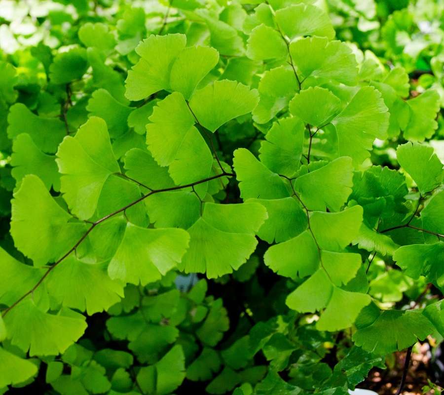 Adiantum x tracyi - Maidenhair fern