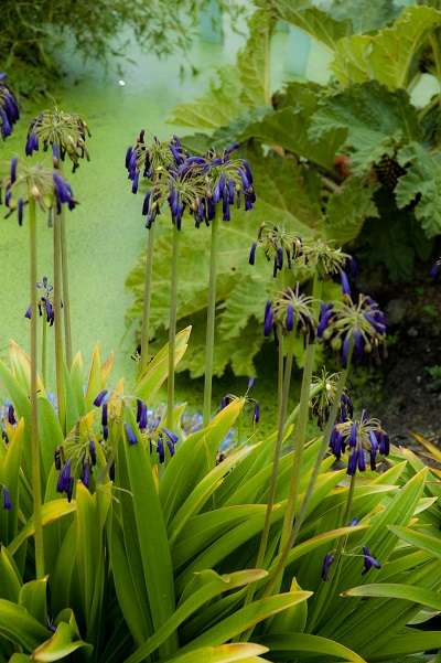 Agapanthus inapertus ssp. pendulus 'Graskop'