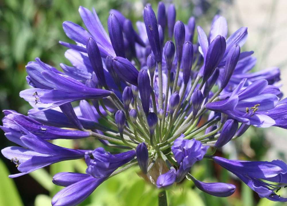 Agapanthus 'Timaru'