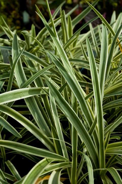 Agapanthus 'Tinkerbelle' variegated leaves