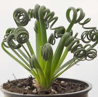 albuca spiralis succulent Albuca spiralis
