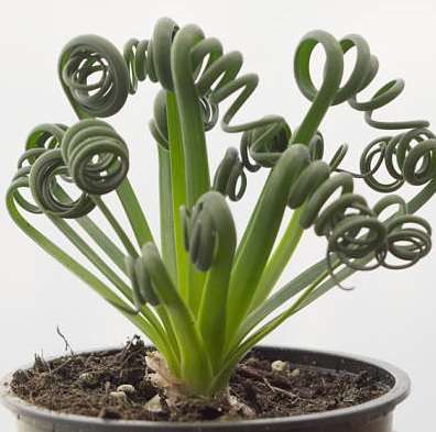 Albuca spiralis