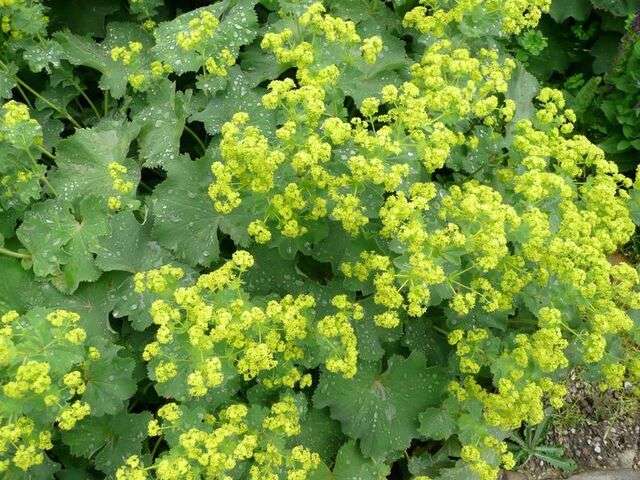 Alchemilla mollis 'Auslese'