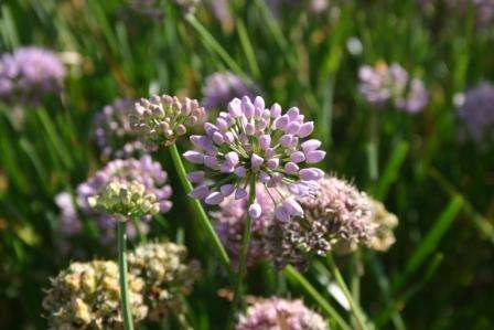 Allium senescens ssp. glaucum