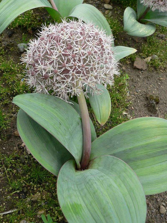 Allium karataviense 'Ivory Queen'