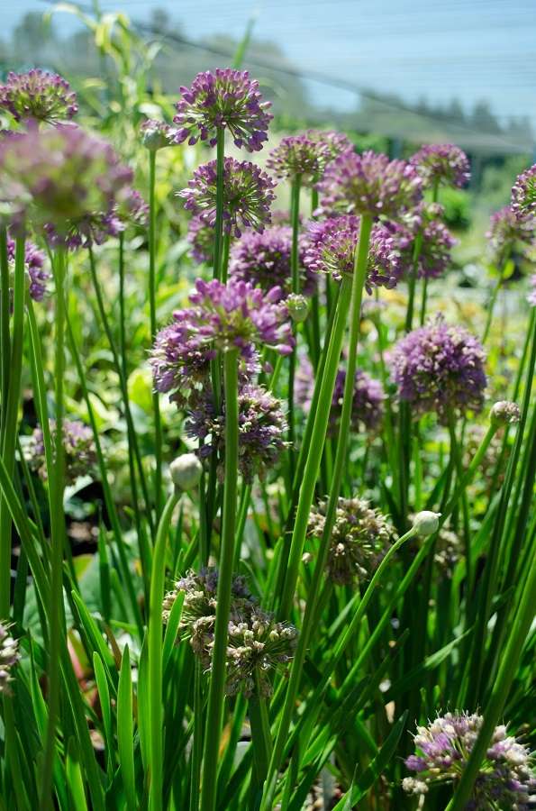 Allium 'Millennium'
