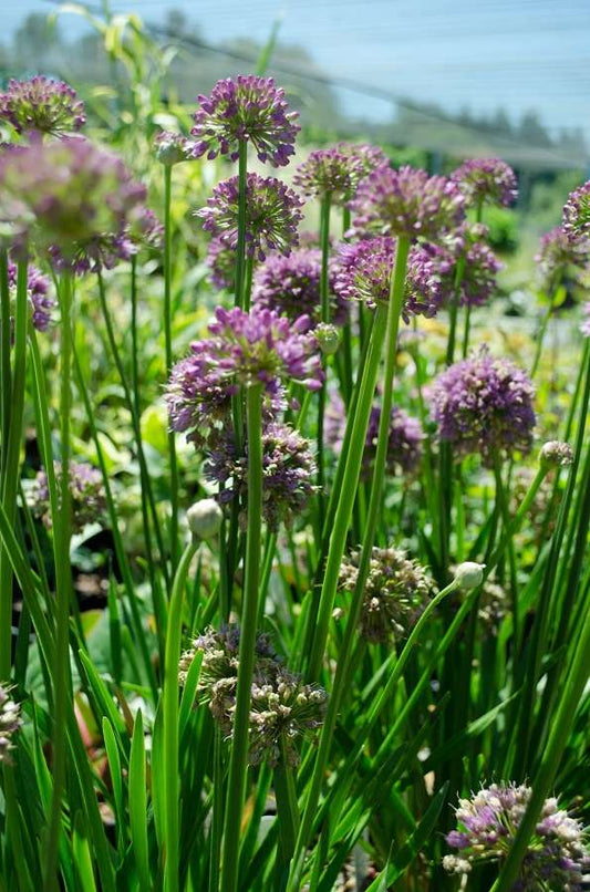 Allium 'Millennium'