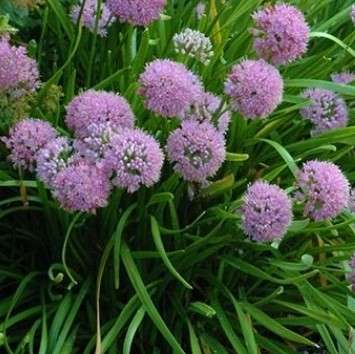 Allium 'Summer Beauty'