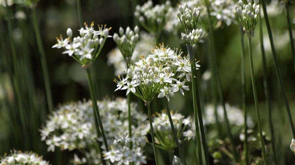 Allium tuberosum