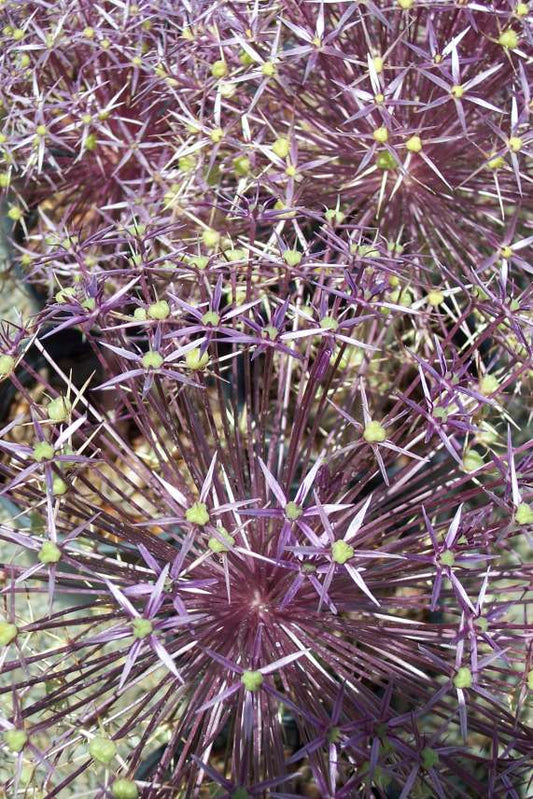Allium christophii