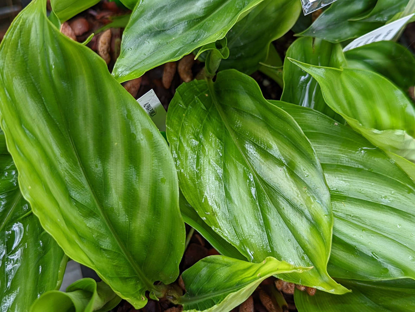 Alpinia pumila