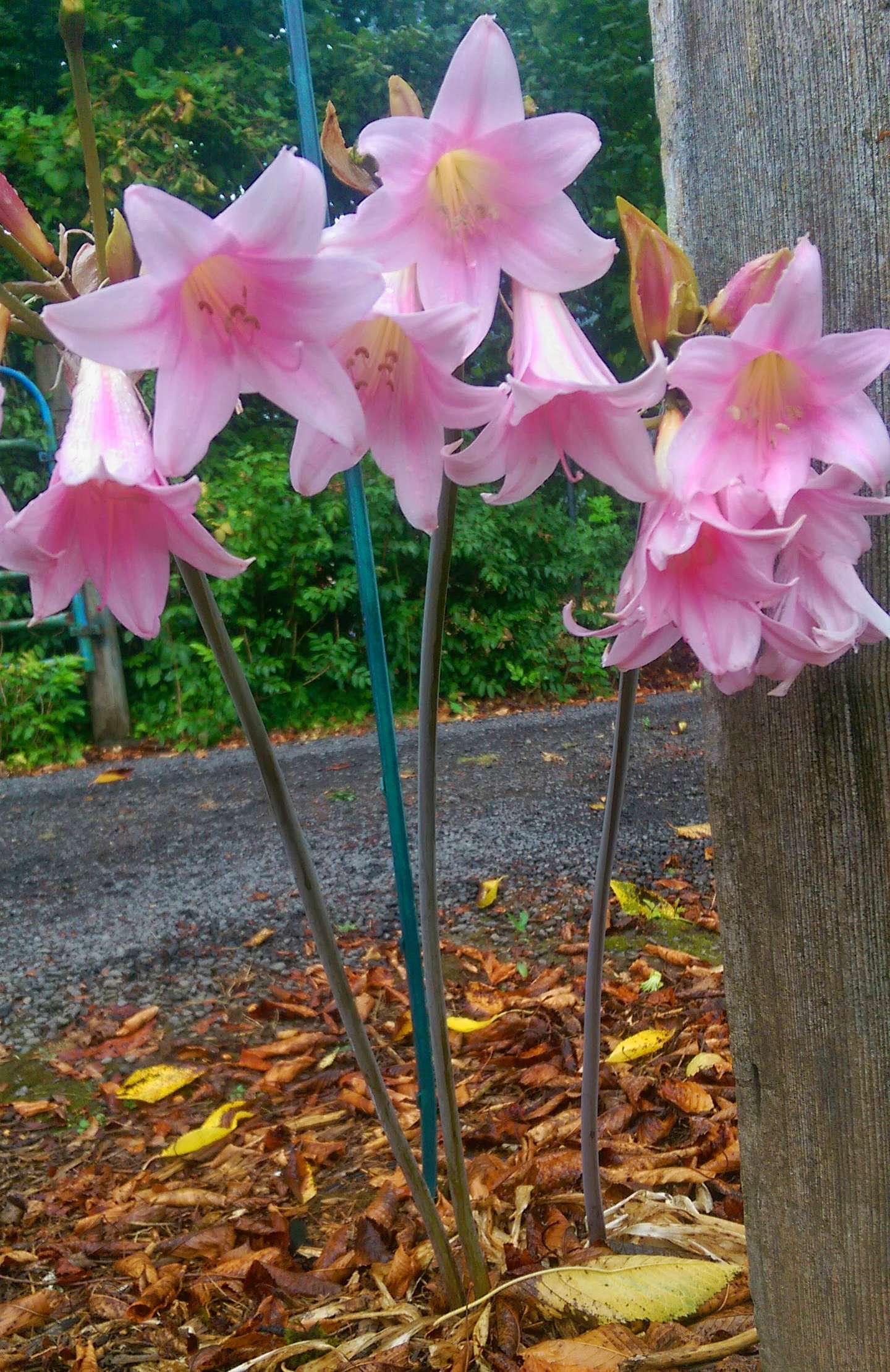 Amaryllis belladonna