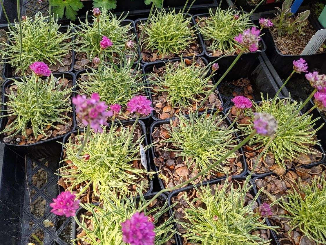 Armeria 'Nifty Thrifty'